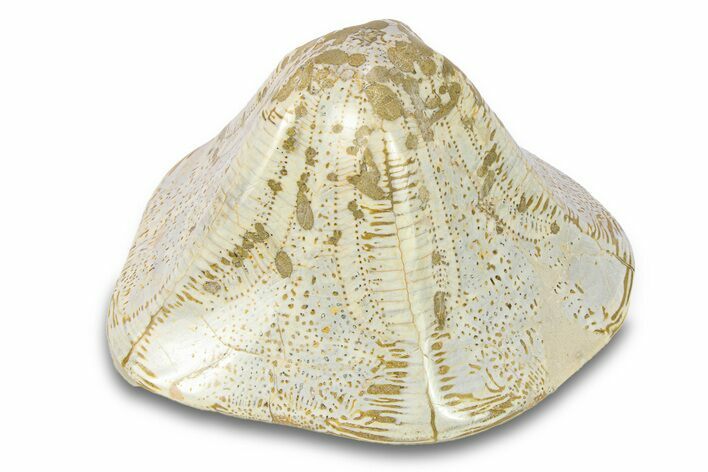 Polished Miocene Fossil Echinoid (Clypeaster) - Morocco #290284